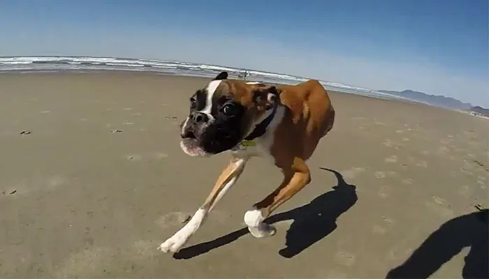 Two-Legged Dog's First Visit To The Beach Proves That Nothing Is Impossible