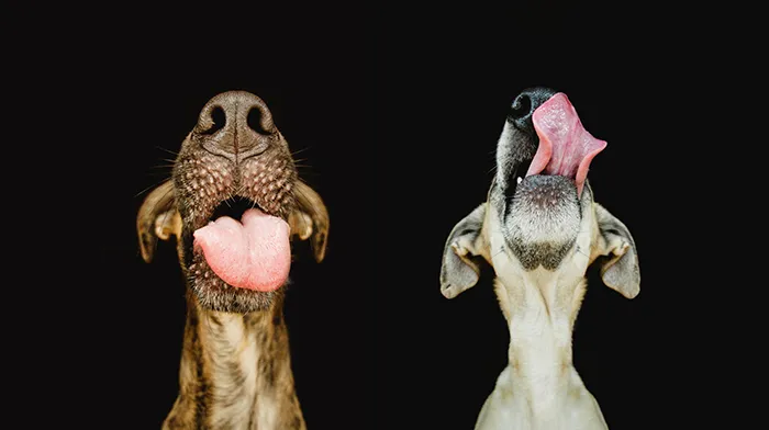 Intimate And Playful Dog Portraits By Elke Vogelsang