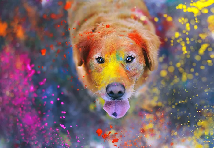 R.I.P Chuppy: These Adorable Photos Will Always Remind Us Of Chuppy The Golden Retriever