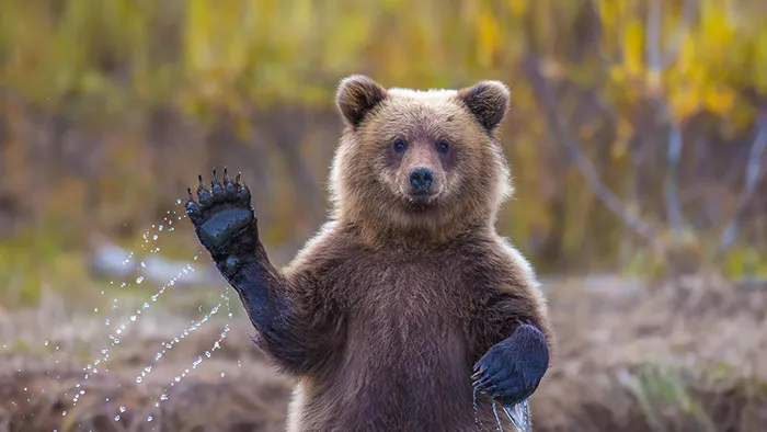 Bears Doing Human Things