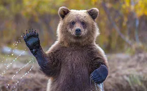 Bears Doing Human Things