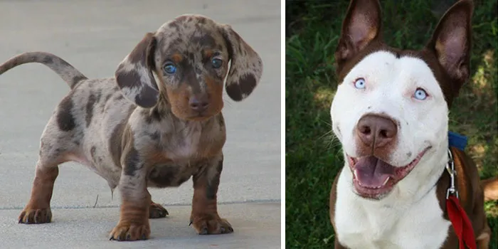 These 25 Cute Cross-Breed Dogs Will Make You Fall In Love With Mutts