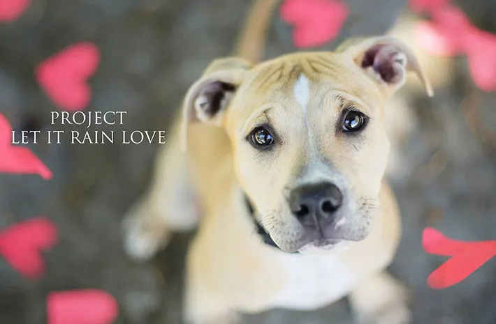 Let It Rain Love: 19-Year-Old Photographer Takes Beautiful Shelter Dog Pictures To Help Find Them New Homes