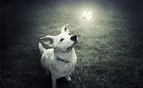 Artist Creates Surreal Pictures With Shelter Animals To Help Find Them New Homes