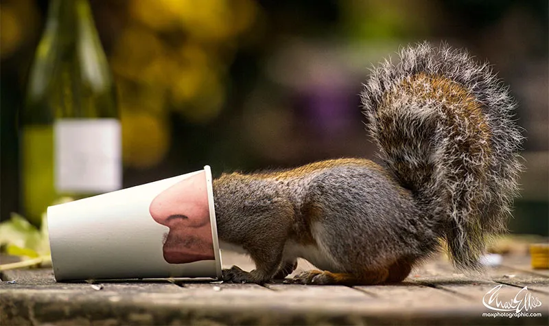 Adorable Pictures Of Curious Squirrels By British Photographer Max Ellis