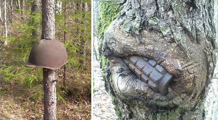 World War II Equipment Swallowed By Trees In Russia