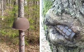 World War II Equipment Swallowed By Trees In Russia