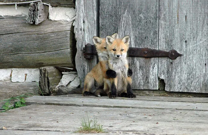 These 22 Photos Will Make You Fall In Love With Foxes