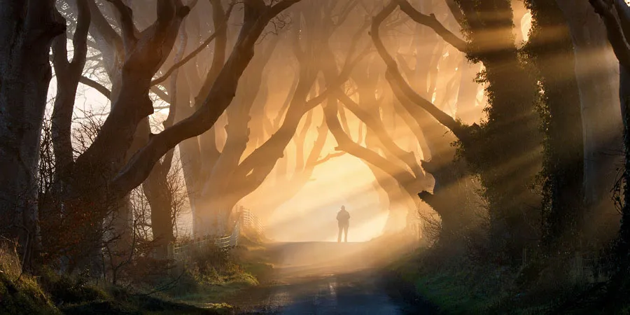 19 Magical Tree Tunnels You Should Definitely Take A Walk Through