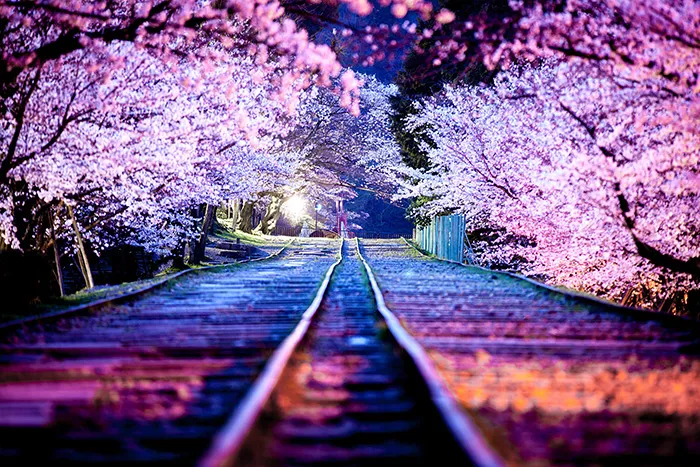 21 Of The Most Beautiful Japanese Cherry Blossom Photos Of 2014