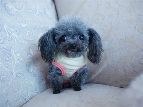 22 Hilariously Derpy Animals