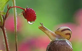 A Magical Miniature World Of Snails By Vyacheslav Mishchenko