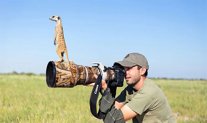 Photographer Became A Handy Lookout Post For Cute Meerkats