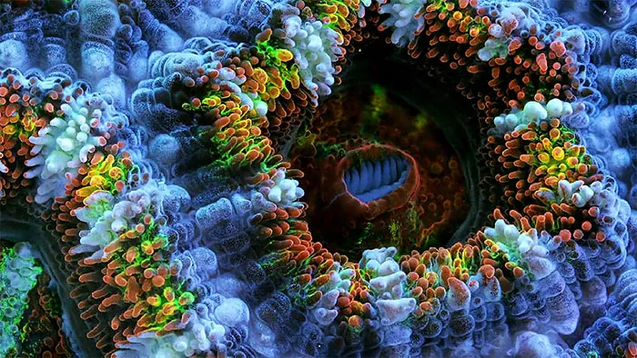 Slow Life: Hypnotizing Macro Timelapse Of Exotic Corals Made With 150,000 Photos