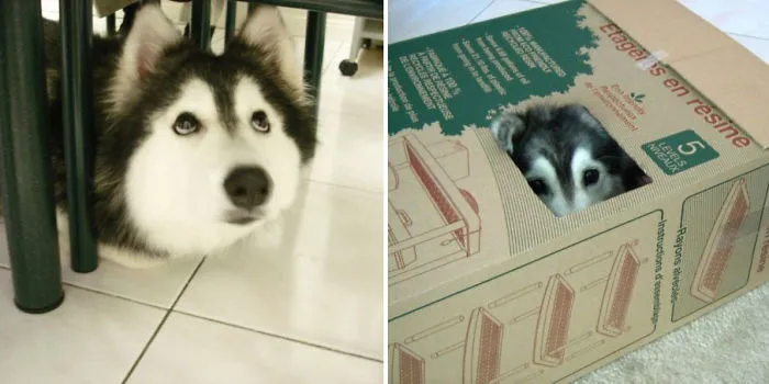 This Husky Raised By Cats Acts Like A Cat