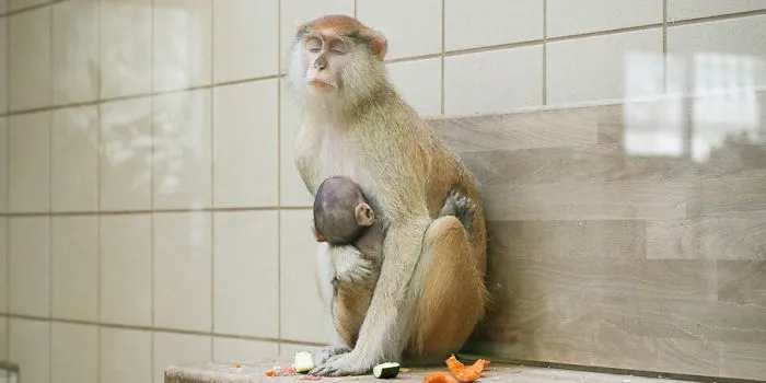 Lost Behind Bars: Depressing Photos Of Zoo Animals Show The Need For Change