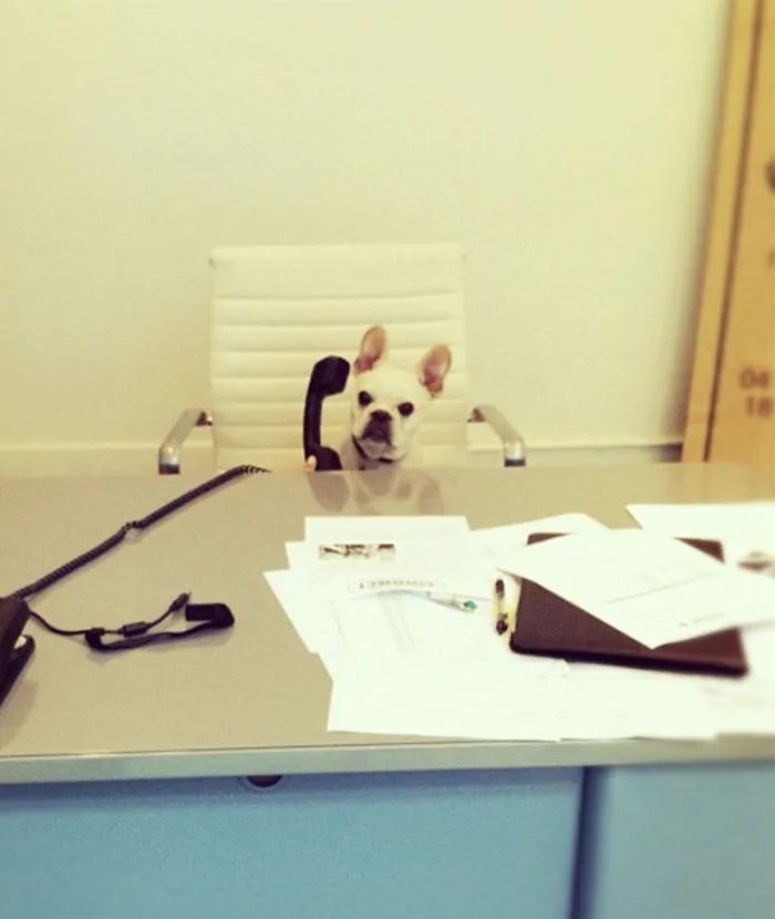 22 Animals That Forgot They Were Animals