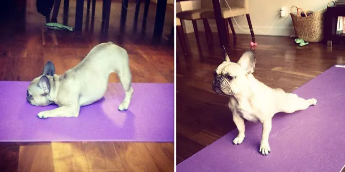 These 25 Animals Will Teach You How To Do Yoga