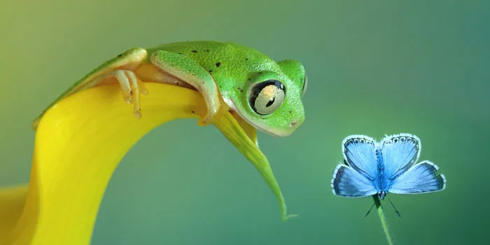 A Magical Miniature World Of Frogs Revealed In Wil Mijer's Photography