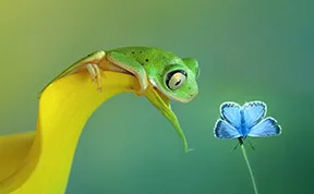 A Magical Miniature World Of Frogs Revealed In Wil Mijer's Photography