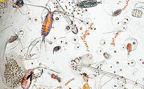 This Is How A Single Drop Of Seawater Looks Magnified 25 Times