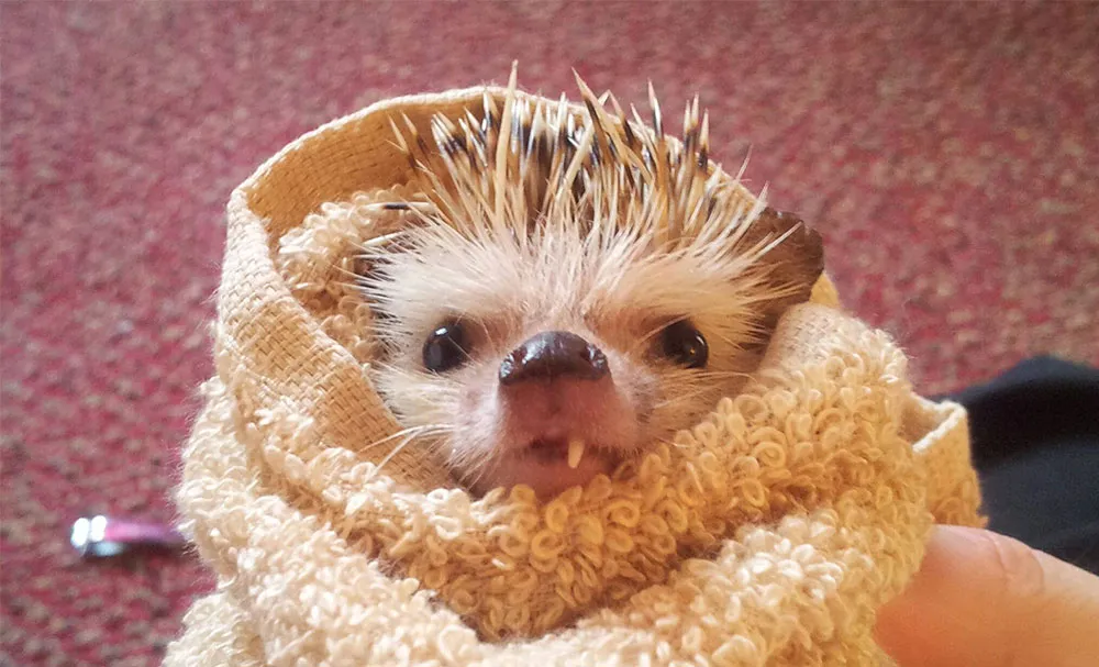 After Losing A Tooth, Norman The Hedgehog Became An Internet Celebrity