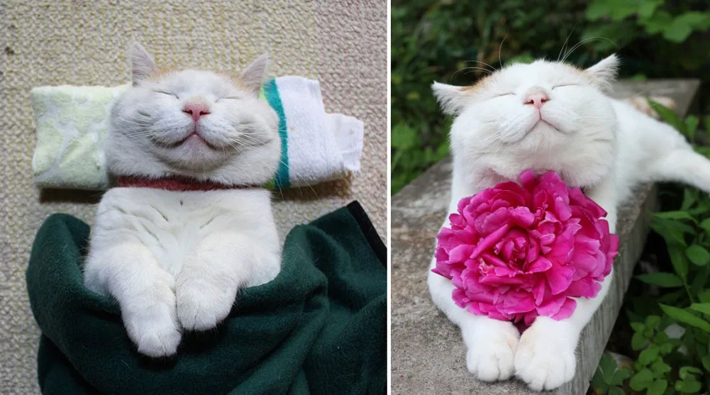 Shironeko Is The Happiest And Sleepiest Cat Ever