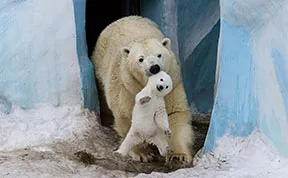 25 Of The Cutest Parenting Moments In The Animal Kingdom