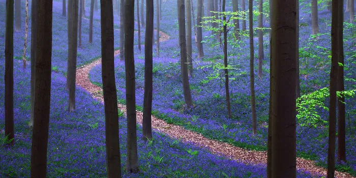 There's A Mystical Forest In Belgium All Carpeted With Bluebell Flowers