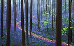 There's A Mystical Forest In Belgium All Carpeted With Bluebell Flowers