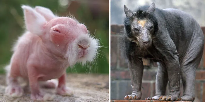 These 15 Animals Without Hair Are Barely Recognizable