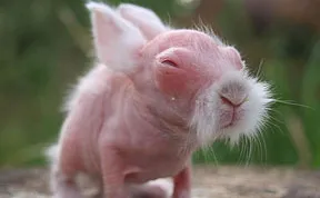 These 15 Animals Without Hair Are Barely Recognizable
