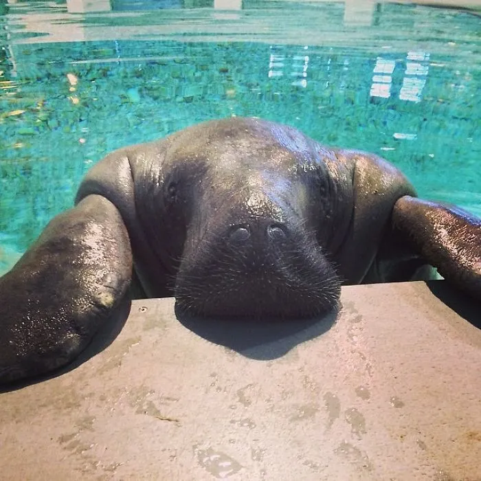 Happy Birthday, Snooty! The World's Oldest Known Manatee Turns 66