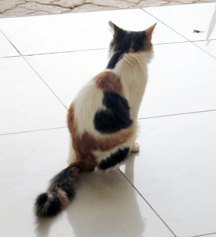 Heart Fur