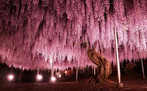 This 144-Year-Old Wisteria In Japan Looks Like A Pink Sky