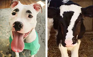 129 Animals With Unusual Fur Markings