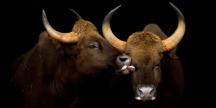 The Majestic Beauty Of Wild Animals Captured By Marina Cano