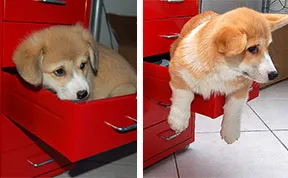 21 Before And After Photos Of Dogs Growing Up