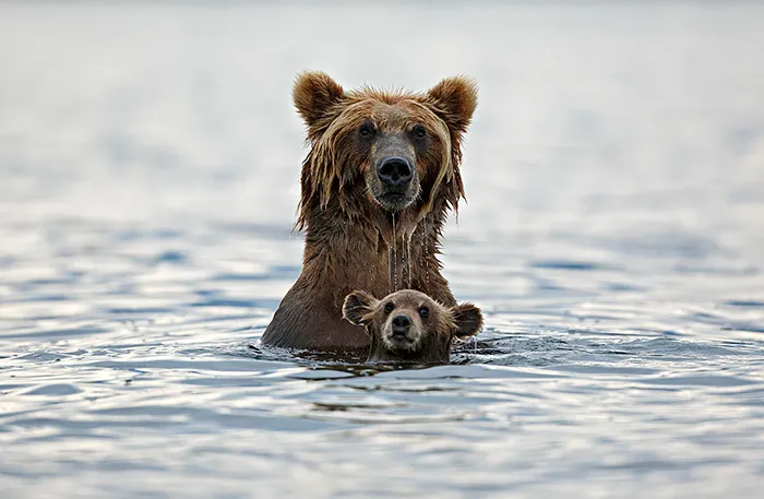 Big Bears Teaching Their Teddies How To Bear