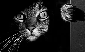 The Mysterious Lives Of Cats Captured In Black And White Photography