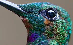 20 Vivid Hummingbird Close-ups Reveal Their Incredible Beauty