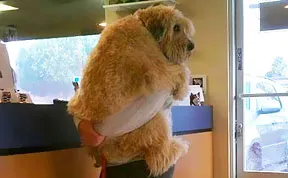26 Dogs Hugging Their Humans