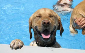 This Is What A 'Pool Pawty' At A Dog Daycare Center Looks Like