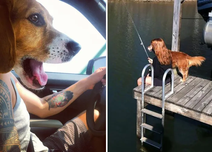 Share Perfectly Timed Dog Pictures