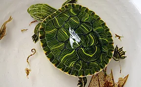 New Realistic 3D Paintings by Keng Lye Painted With Acrylics In Layers Of Resin