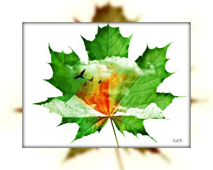 Naomi Csibi - Leaf..ilustracion