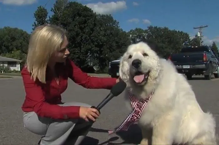 Politically Conscious Dog