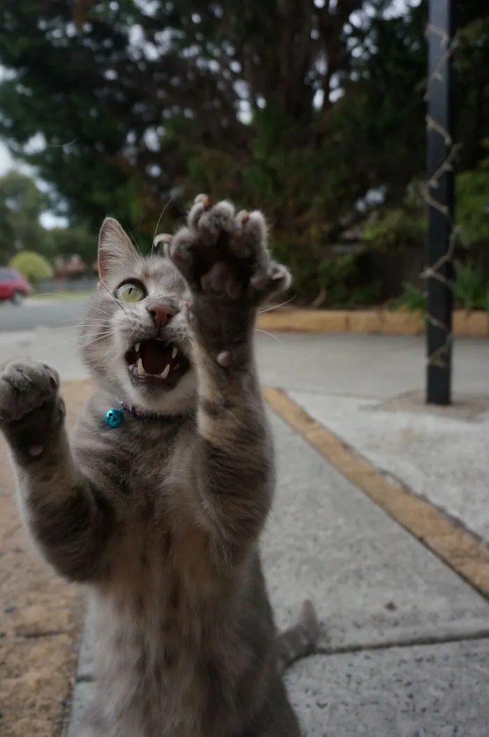 Jumping Cats At Play Look Like Ninjas 