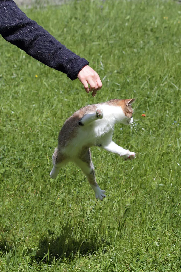 Jumping Cats At Play Look Like Ninjas 