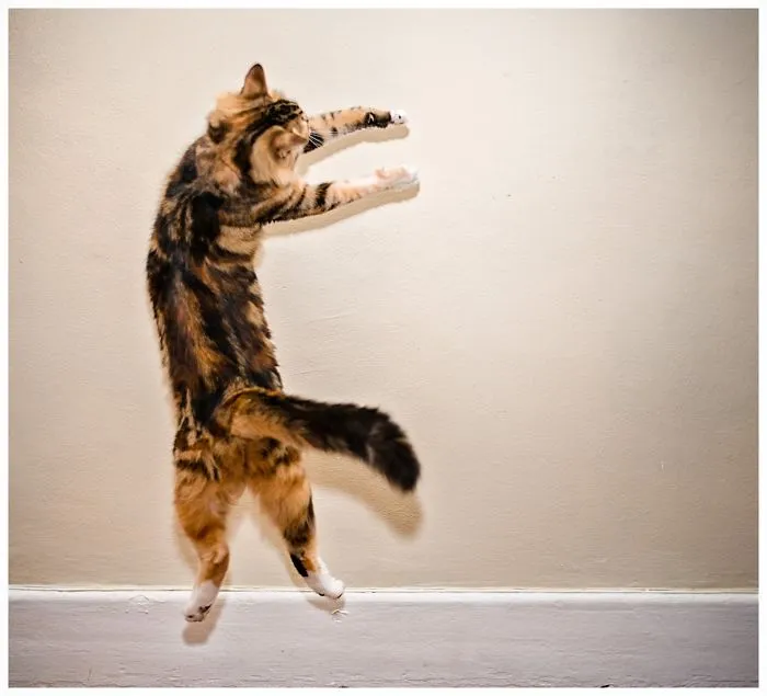 Jumping Cats At Play Look Like Ninjas 